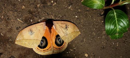 Automeris banus